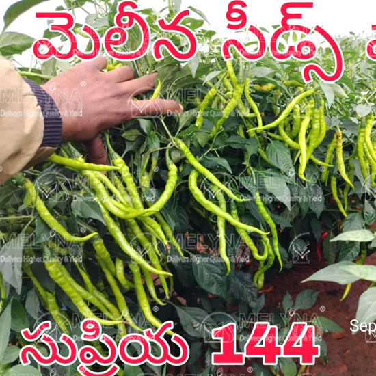 MELYNA SUPRIYA 144 slider image 6