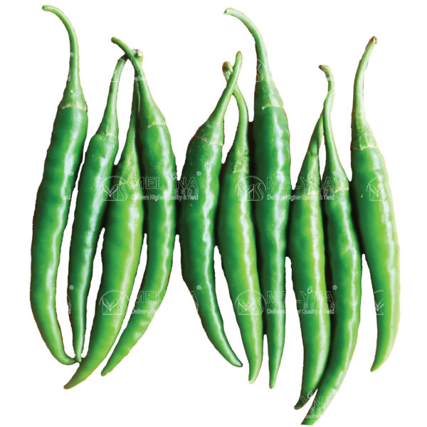 MELYNA TEENA 027 slider image 1