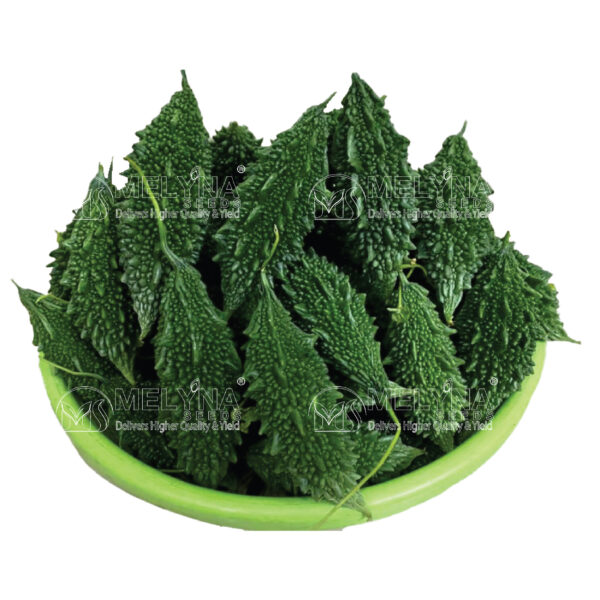 MELYNA USHA 559 slider image 1