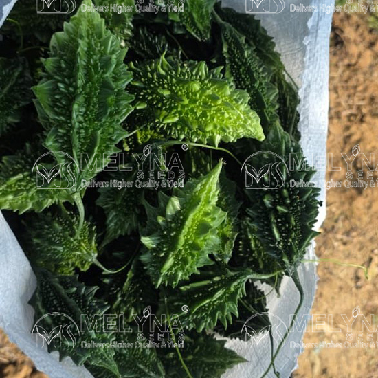 MELYNA USHA 559 slider image 2