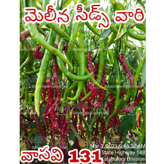 MELYNA VASAVI 131 slider image 2