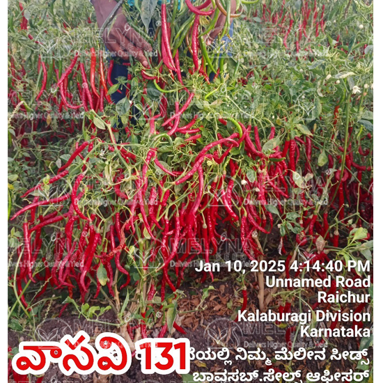 MELYNA VASAVI 131 slider image 5