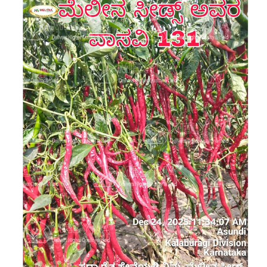 MELYNA VASAVI 131 slider image 6