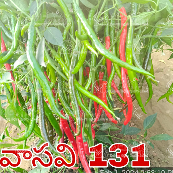 MELYNA VASAVI 131 slider image 8