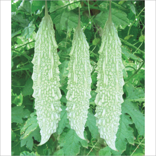 MELYNA BHAVANA 557 slider image 1