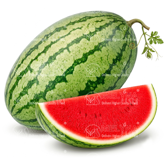 MELYNA ASHA 884 slider image 1