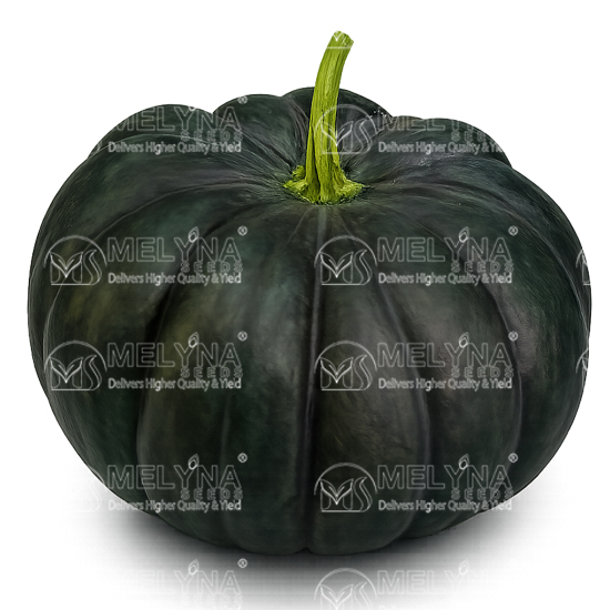 MELYNA HEERA 1449 slider image 1