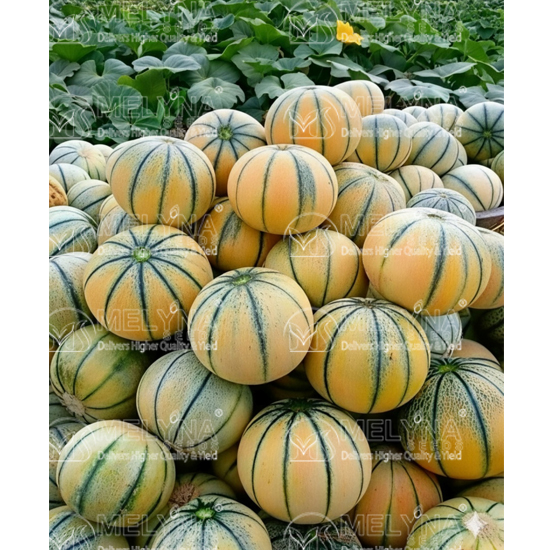 MELYNA KHUSHBU 925 slider image 1