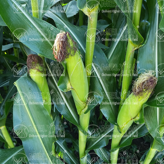 MELYNA RUPA 6008 slider image 1