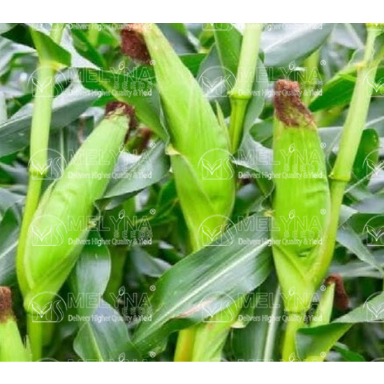 MELYNA SITARA 6626 slider image 1