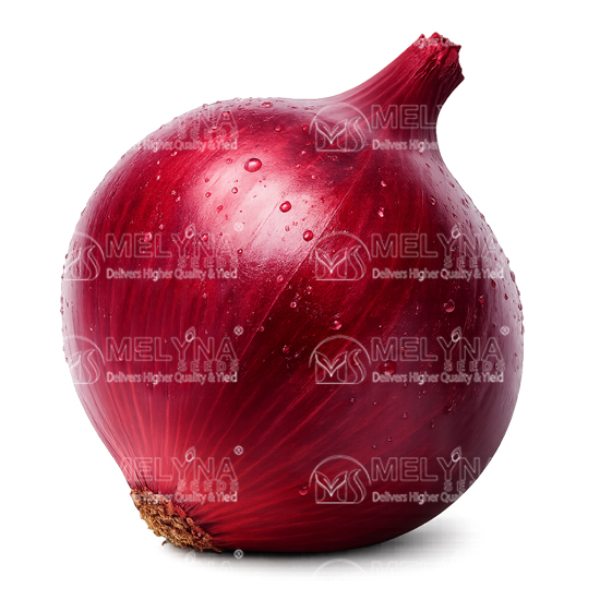 MELYNA SUKHSAGAR 1011 slider image 1